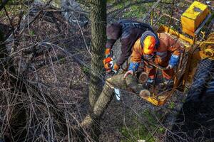 Municipal service workers stand with a chainsaw in a crane basket and trim dangerous trees photo