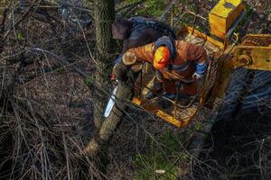 Municipal service workers stand with a chainsaw in a crane basket and trim dangerous trees photo