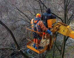Municipal service workers stand with a chainsaw in a crane basket and trim dangerous trees photo