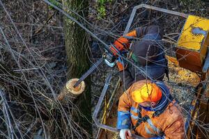 Municipal service workers stand with a chainsaw in a crane basket and trim dangerous trees photo