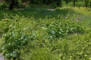 Phlomis russeliana Turkish sage, Syrian fire herb , Jerusalem sage yellow flowering plant in the family Lamiaceae photo