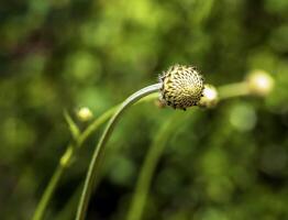 Giant flower bud - Latin name - Cephalaria gigantea. Botanical garden in Dnieper, Ukraine photo