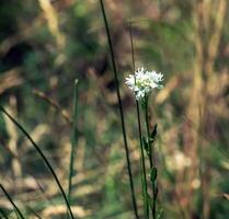 Berteroa, the false madworts, is a genus of flowering plants of the family Brassicaceae photo
