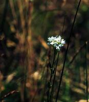 Berteroa, the false madworts, is a genus of flowering plants of the family Brassicaceae photo