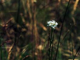 Berteroa, the false madworts, is a genus of flowering plants of the family Brassicaceae photo