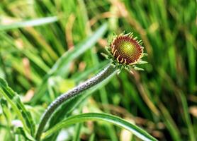 Echinacea angustifolia flowers blooming in spring in the botanical garden in Nitra in Slovakia photo
