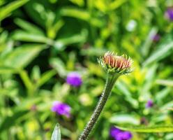 Echinacea angustifolia flowers blooming in spring in the botanical garden in Nitra in Slovakia photo