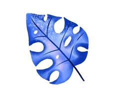 Jungle collection with palms, leaves and monstera leaf. Botanica vector