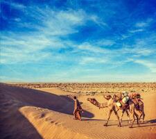 Cameleer camel driver with camels in dunes of Thar desert. Raj photo