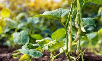 Beans plant growing in a garden with blurred greenery in the background photo