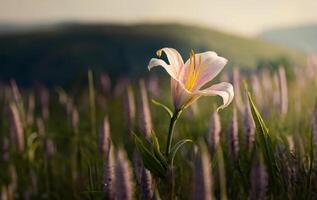 White lily flower in a field on a blurred background photo