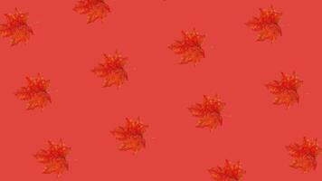Autumn themed pattern with rotating red maple leaves on a red background, ideal for fall decor and Thanksgiving celebrations video