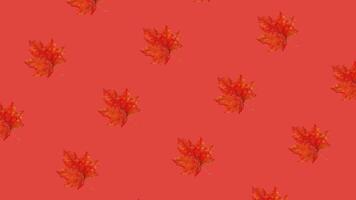 Autumn themed pattern of rotating red maple leaves on a warm red background, perfect for Thanksgiving and fall season designs video
