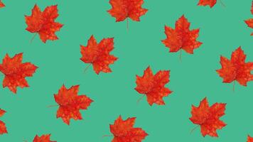 Bright red autumn maple leaves scattered on a vibrant green background, representing fall and Thanksgiving themes, highlighting seasonal beauty and natures transition video