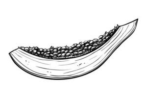 Slice of Papaya Fruit. illustration of exotic tropical Plant on isolated background. Etching of juice food in outline style. Hand drawn sketch for production label. Linear drawing for cookbook vector