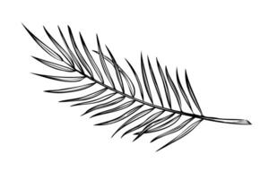 Palm leaf illustration in linear style. Outline Drawing of banana tree branch painted by black inks on isolated background. Etching of exotic tropical plant for greeting cards or invitations vector