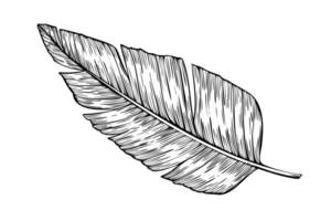 Palm Leaf. Hand drawn linear illustration of exotic Tropical jungle tree on isolated background. Summer outline black drawing of plant branch. Etching for any design. Sketch of nature vector