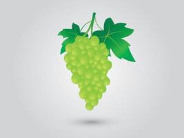 A grapevine or bunch of green grapes with leaf on white background vector
