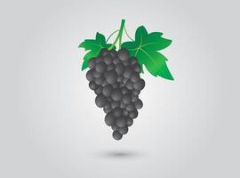 Black grapevine with leaf on white background vector