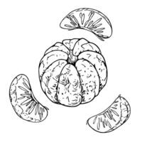 Peeled orange, tangerine with individual slices. Line art is a simple hand-drawn illustration in black and white ink. Set of isolated objects EPS clip art. vector
