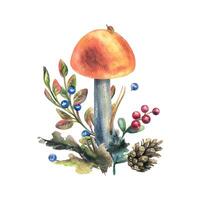 Mushrooms forest boletus with grass, blueberries, moss and cone. watercolor illustration, hand drawn. Isolated composition on a white background vector