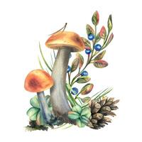 Mushrooms forest boletus with grass, blueberries, moss and cone. watercolor illustration, hand drawn. Isolated composition on a white background. vector