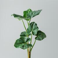 Simple and elegant philodendron plant with large green leaves, set against a plain grey background for a minimalist aesthetic. photo