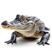 Side view of a calm alligator on a white background, showcasing its detailed scales. photo
