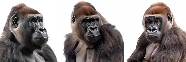 A profound close-up portrait of a Western Lowland Gorilla, expressing contemplation, isolated on white. photo