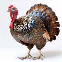 A vibrant turkey in full plumage, isolated on a white background, displaying its colorful feathers. photo