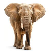 Full front view of an African elephant, isolated on a white background, displaying its large ears and tusks. photo