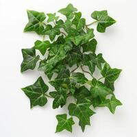 Dense ivy foliage spread out over a clean white surface, showcasing natural patterns. photo