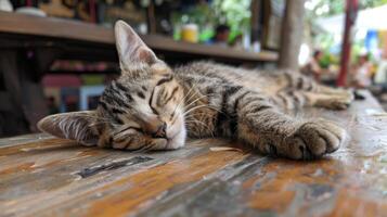 A serene tabby cat enjoys a peaceful nap on a rustic wooden table outdoors. photo
