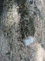 A close-up of the rough, textured bark of a tree with a small hole in the center. photo