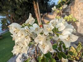 A close-up of a cluster of white flowers on a branch, with a blurred rock wall in the background. photo