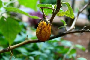 a ripe yellow eggplant on a tree photo