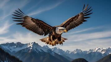 An American bald eagle is flying and hunting for prey in a mountain covered with ice photo