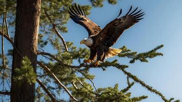 An eagle is about to land on a tree branch with its wings spread. photo