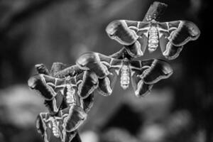 a collection of giant moths perched on a branch wih wings open photo