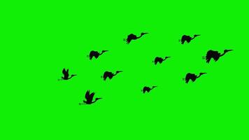 flock of 2d black birds flaying sky green screen animation 4k video