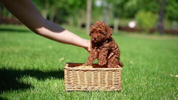 Red Toy Poodle Puppy sits in a wicker basket in a park. Cute puppy with a pink bow is looking at the camera. Domestic pets video
