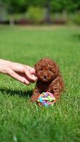 Red Toy Poodle Puppy sits in a wicker basket in a park. Cute puppy with a pink bow is looking at the camera. Domestic pets video