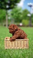Red Toy Poodle Puppy sits in a wicker basket in a park. Cute puppy with a pink bow is looking at the camera. Domestic pets video