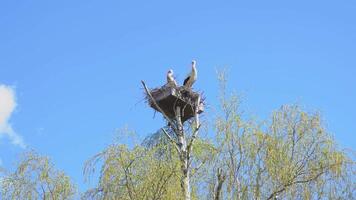 Stork family on the nest. Wild birds. White stork. Large stork nest in a tree with couple storks, one male one female stork. High quality 4k footage video