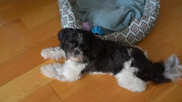 The dog is stretching. Shih Tzu dog wakes up and stretches video