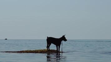A dog is standing on a rock in the water. Silhouette Doberman with a leash plays in calm sea water on hot summer video