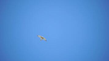 Predator falcon bird hovering in air, hunting for food on ground. Soaring falcon or hawk froze in the air above the ground, ready to rush down for prey. Slow motion video