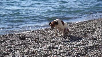 Cute senior Fox Terrier puppy fetching a stick on the beach. Handsome man and his dog playing fetch at the beach on sunset. Slow motion video