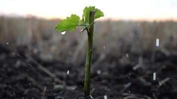 Drops water fall on leaves during pouring planted green sprout into ground soil at meadow. Caring for small seedling during drought at sunset. Concept of agricultural business. Close up Slow motion video