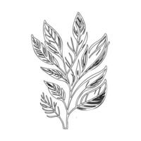 parallel leaf floral outline illustration sketch vector